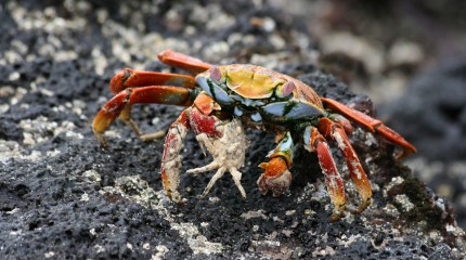 Galapagos