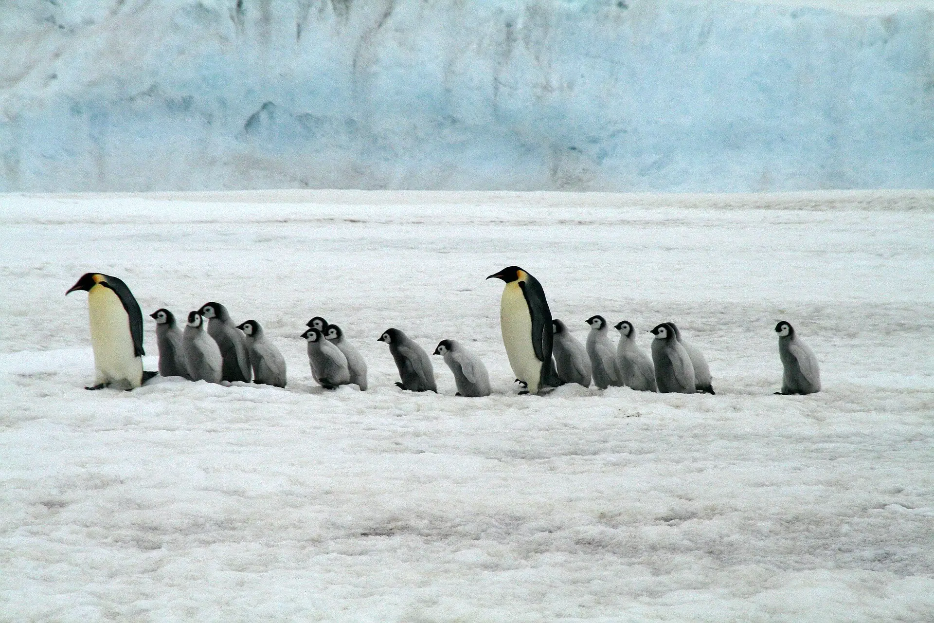 Antarctique - 31 jours